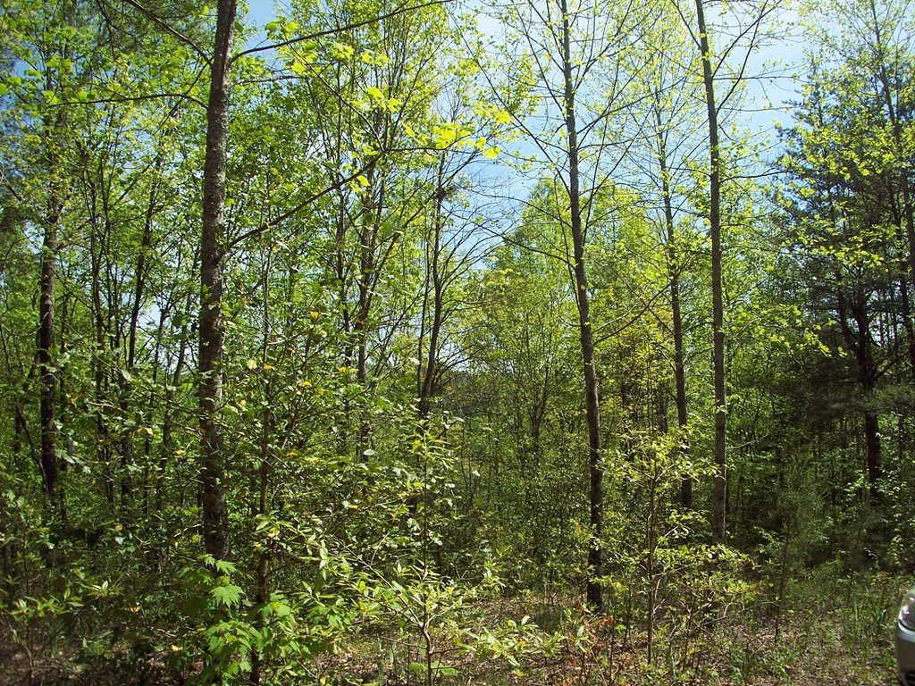 5 Long Branch Road Marble, NC 28905 - Photo 10 of 23