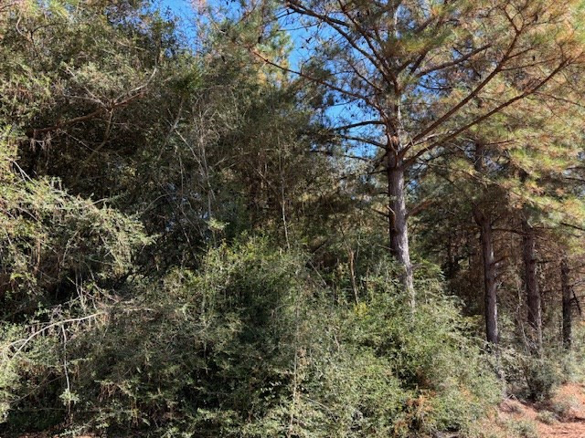 Tbd Tommy Rushing Road Tylertown, MS 39667 - Photo 6 of 15 Photo 6