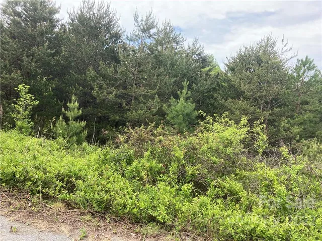 a view of a lush green forest with lawn chairs and trees