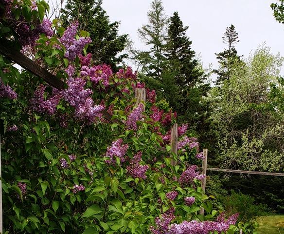 32 Bass Harbor Woods Road Bass Harbor, ME 04653 - Photo 32 of 38 20210529_135311