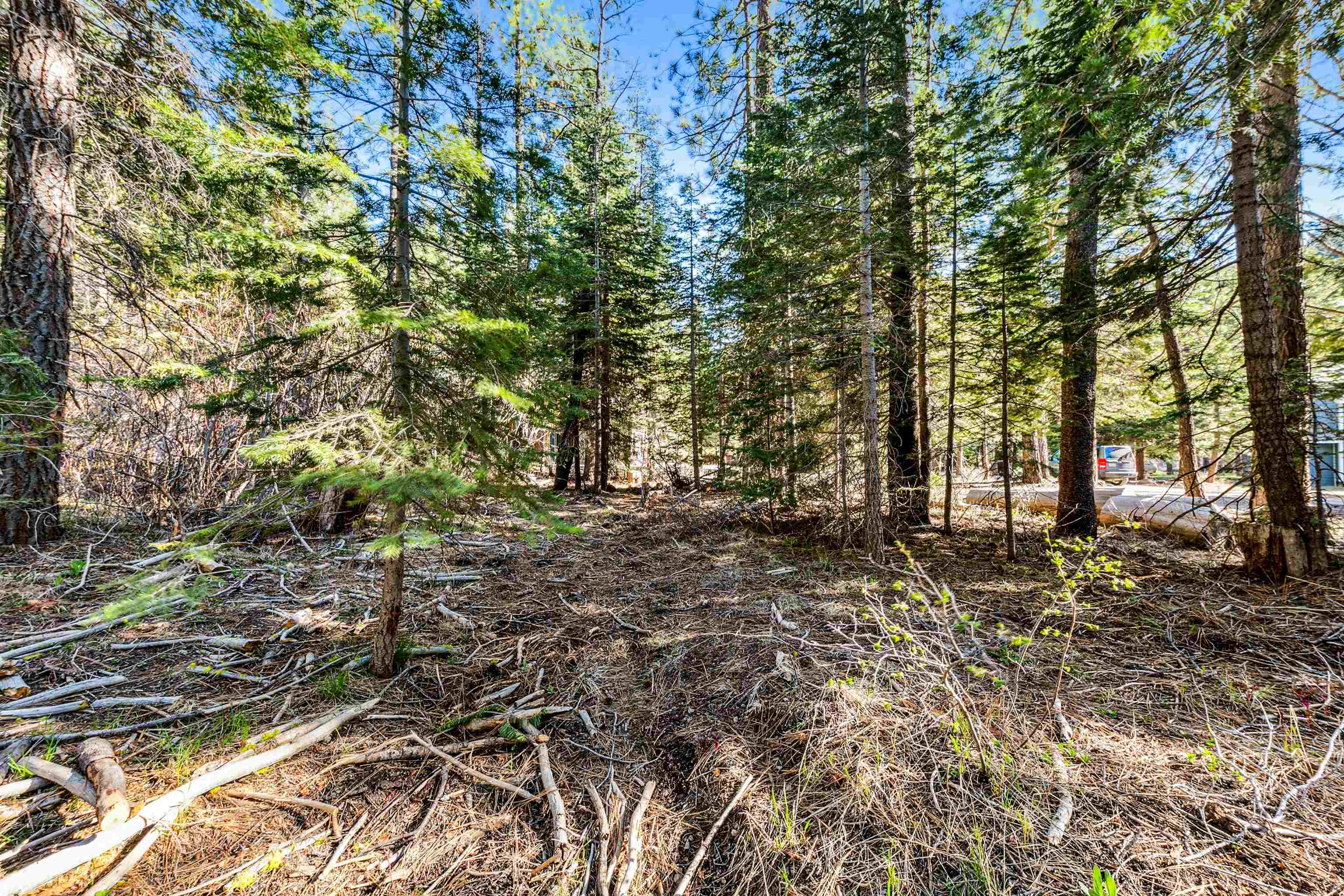 7898 River Road Truckee, CA 96161 - Photo 19 of 20 a view of a forest with trees in the background
