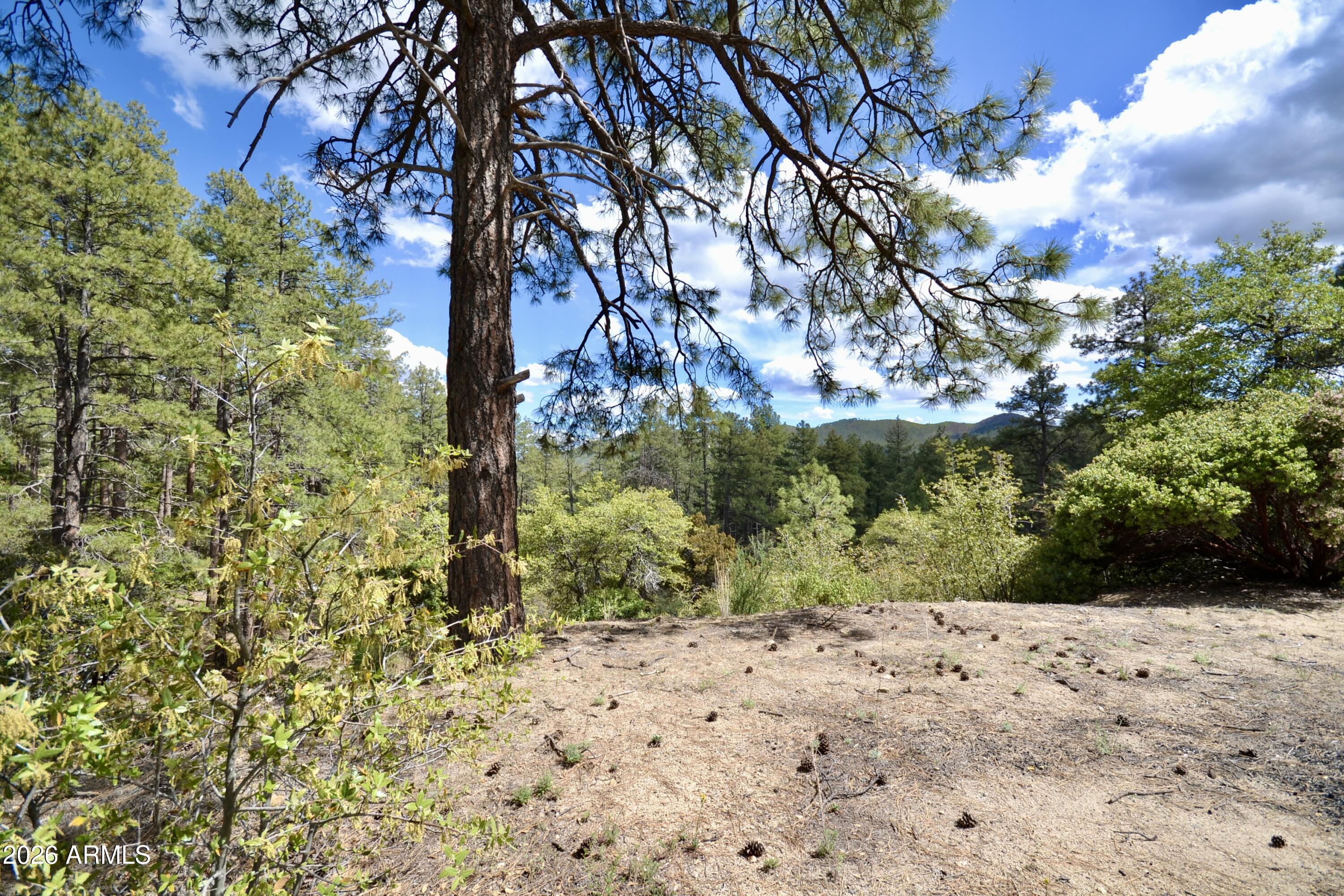 23617 South Demascus Road Crown King, AZ 86343 - Photo 13 of 50 a view of a yard with plants and trees