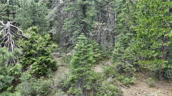 a view of a lush green forest