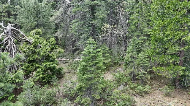 a view of a lush green forest