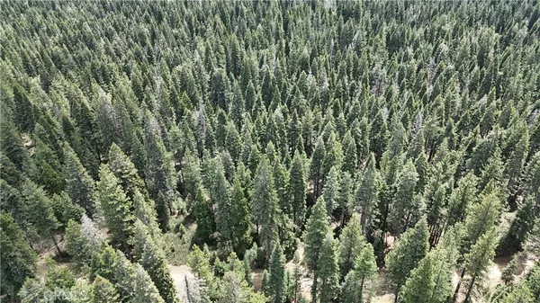a close up of a plant in a field