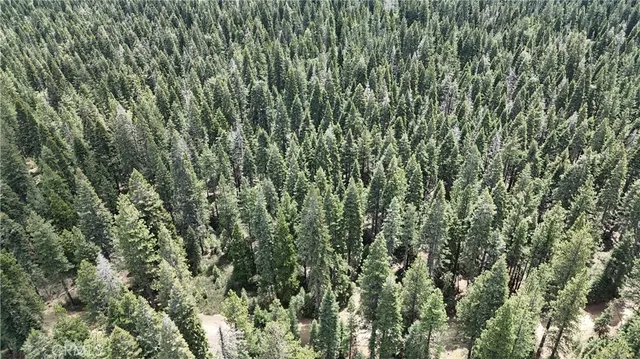 a close up of a plant in a field