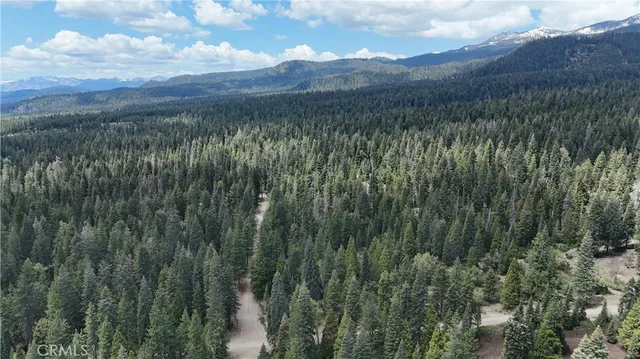 a view of a lush green forest with lots of trees