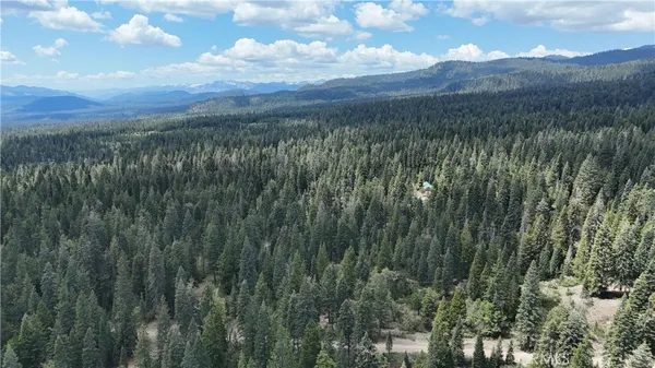 a view of a lush green forest with lots of trees