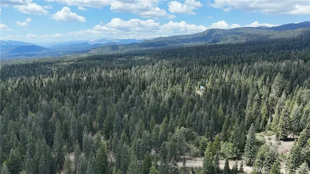 a view of a lush green forest with lots of trees