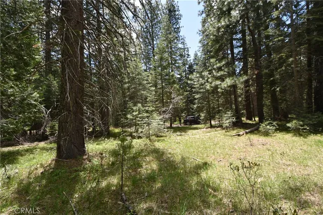 a view of a yard with large trees