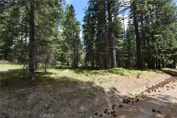 a fire pit with large trees