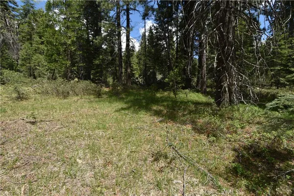 a view of a yard with plants and large trees