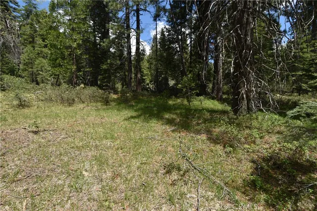 a view of a yard with plants and large trees