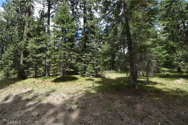 a view of a yard with large trees