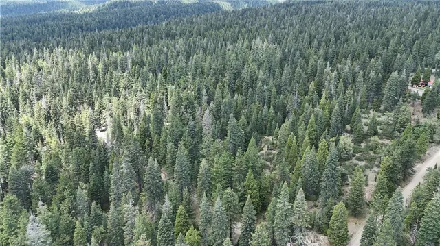 a view of a lush green forest