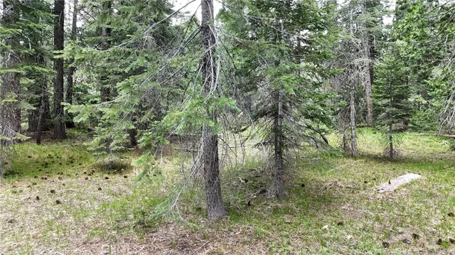 a view of a yard with a tree