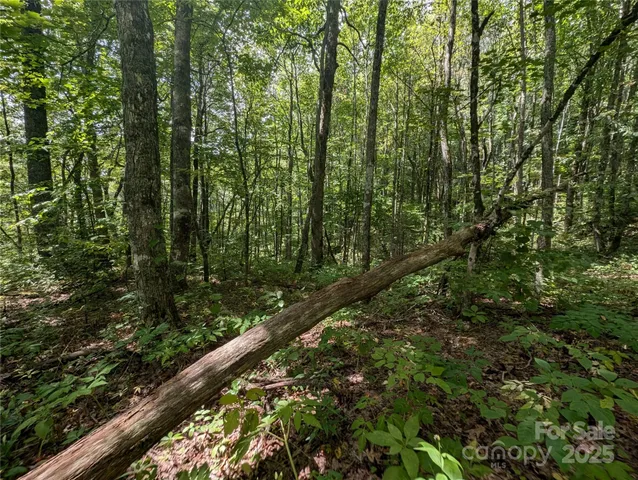 a view of a lush green forest