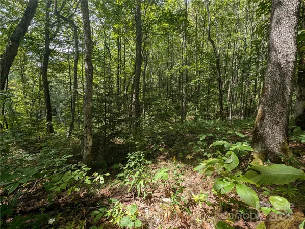 a view of a lush green forest