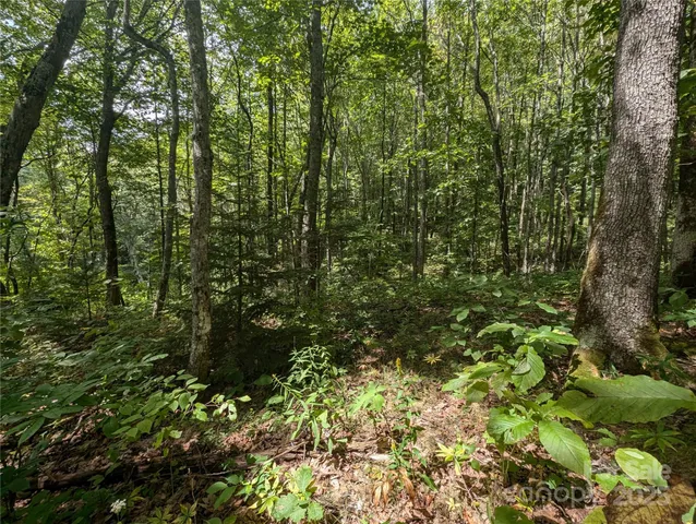 a view of a lush green forest
