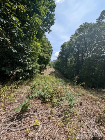 a big yard with lots of bushes