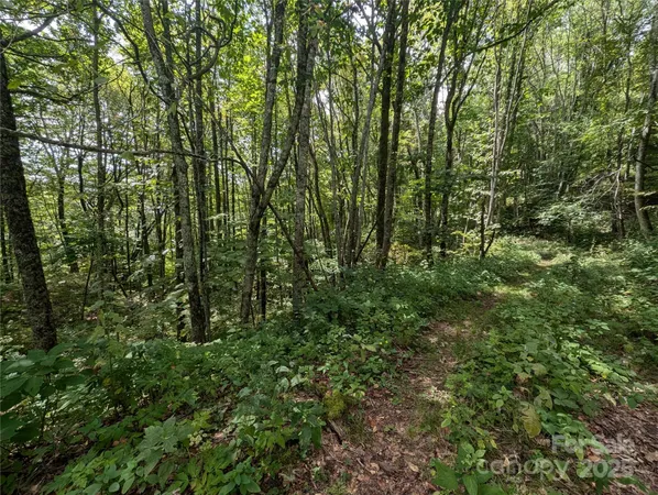 a view of a lush green forest