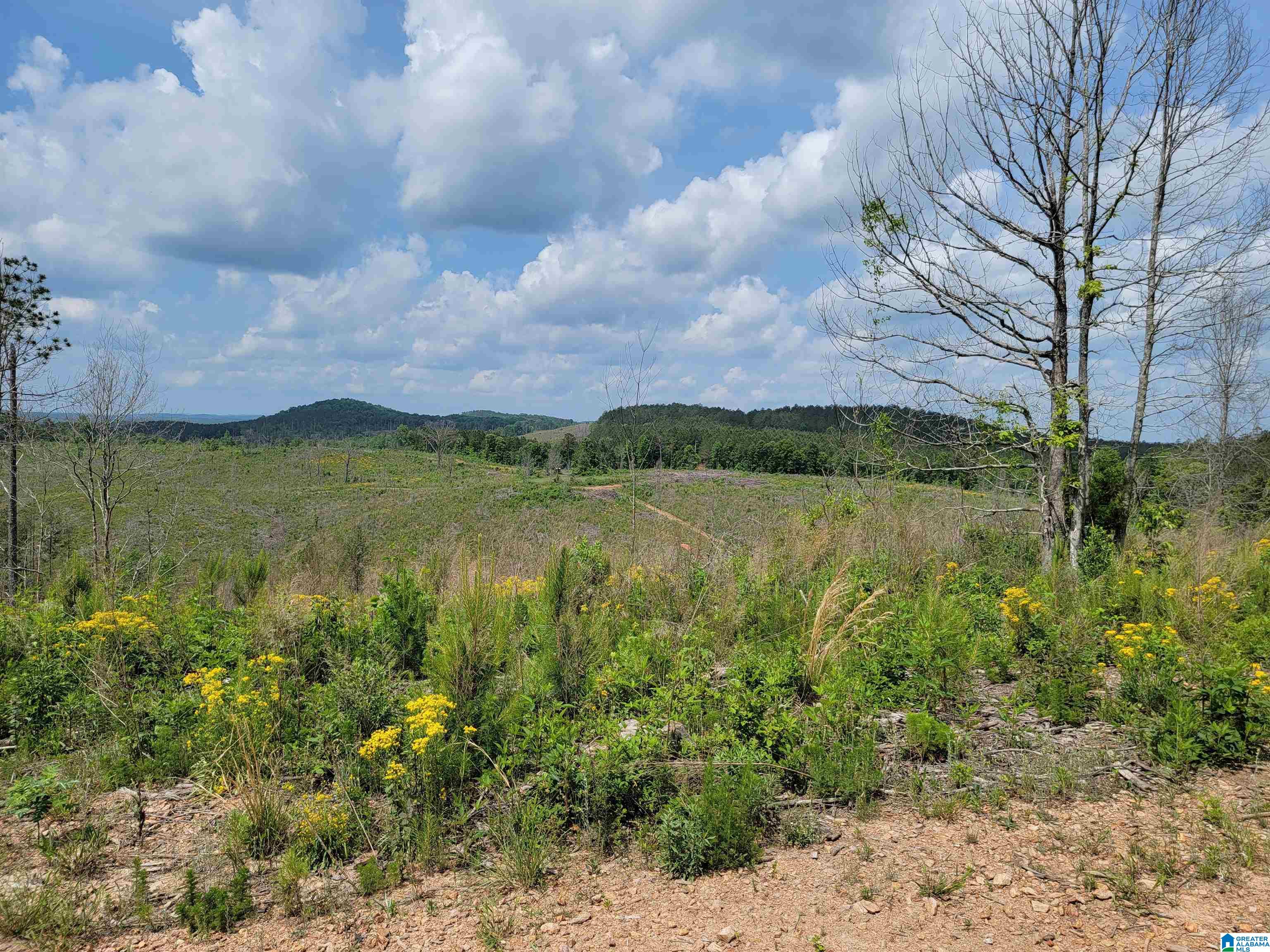 0 Chapman Road, Unit 152 Goodwater, AL 35072 - Photo 9 of 40