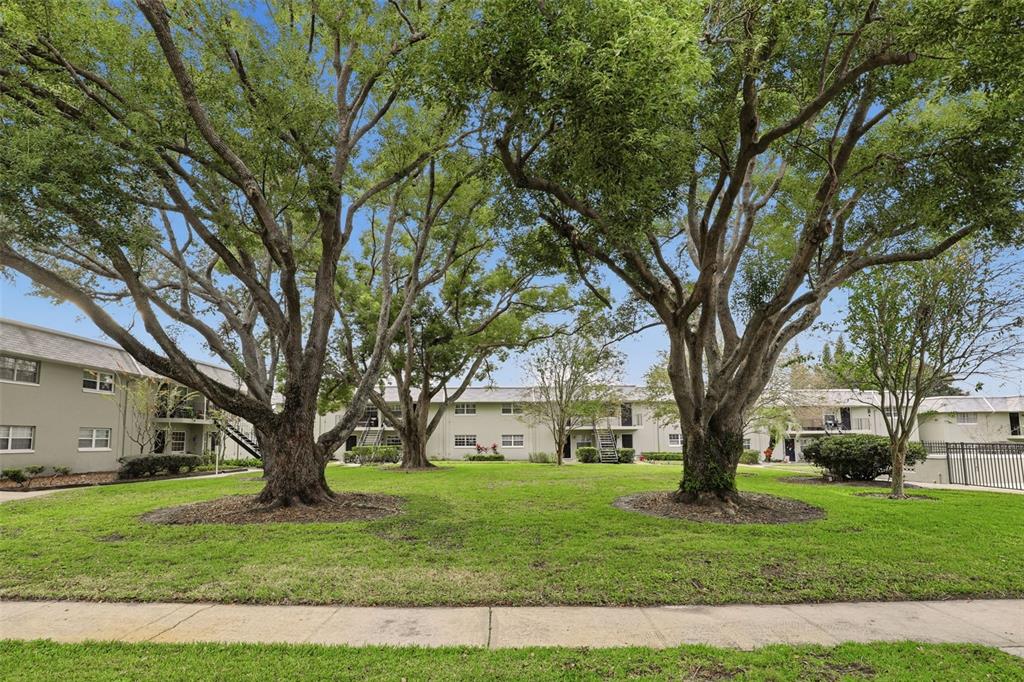 525 South Conway Road, Unit 70 Orlando, FL 32807 - Photo 7 of 28 a tree in the grass with a big yard