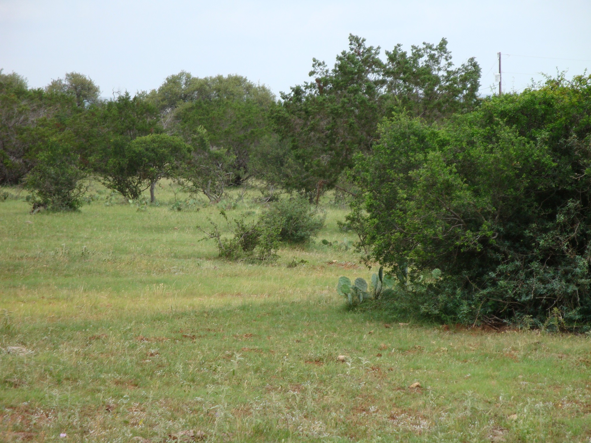 1619 Althaus Ranch Road Johnson City, TX 78636 - Photo 29 of 40