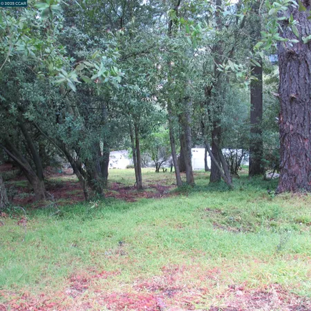 a view of a tree in the yard