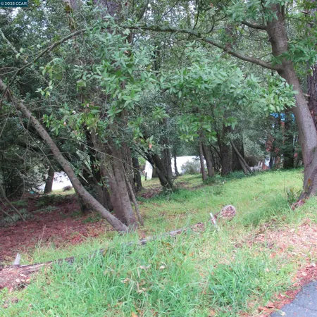 a view of a backyard with large trees