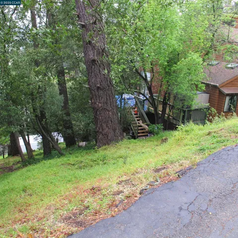 a view of a yard with plants and large trees