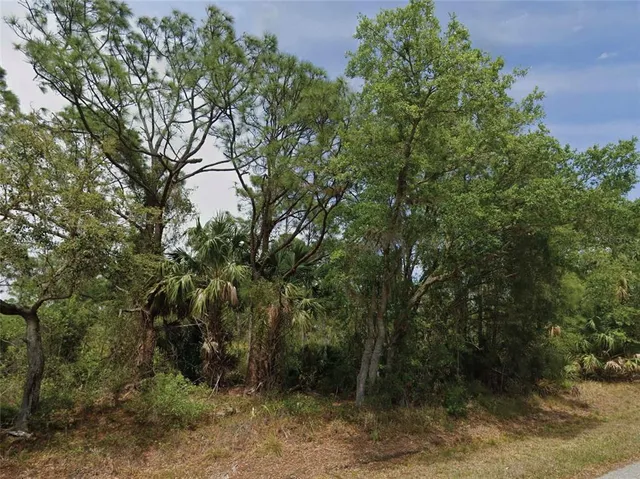 a view of a forest with trees in the background