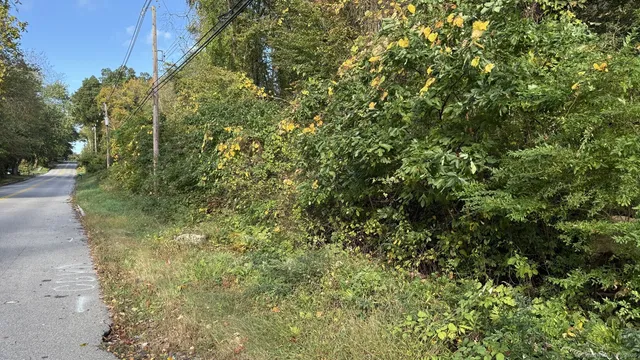 a view of a yard with plants and trees