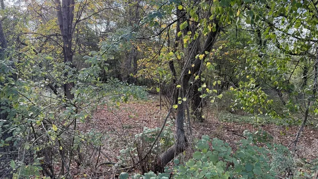a view of a forest with trees in the background