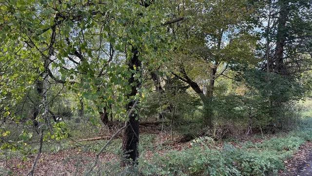 a view of a forest with trees in the background