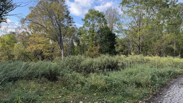 a view of a lush green forest with lots of trees