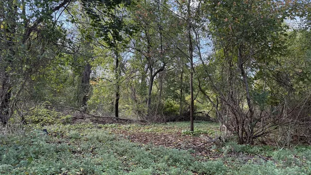 a green field with lots of trees