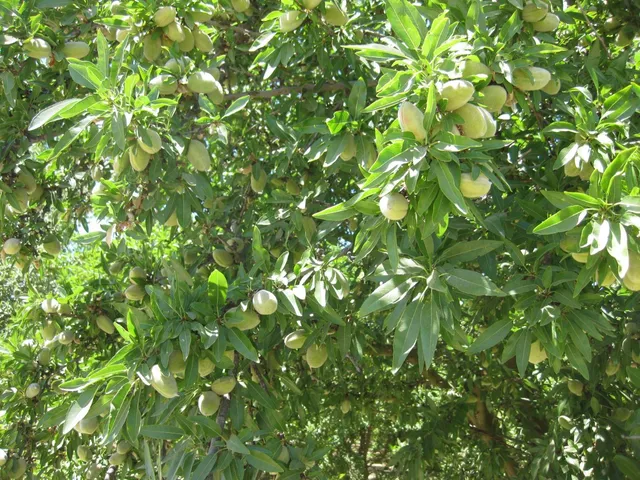 $2,695,000 | 1375 West Rose Avenue, Fresno, CA 93706