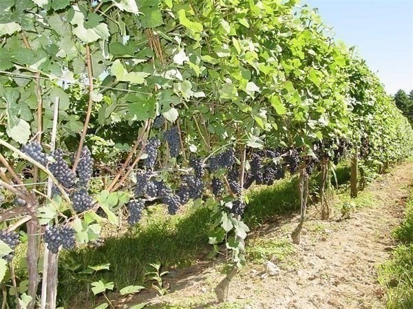 335 Old Fall River Road Dartmouth, MA 02747 - Photo 3 of 32 a backyard of a house with lots of green space