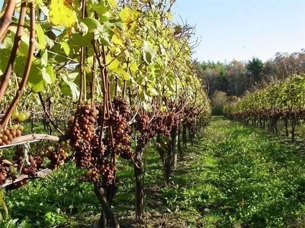 a close up of a plant