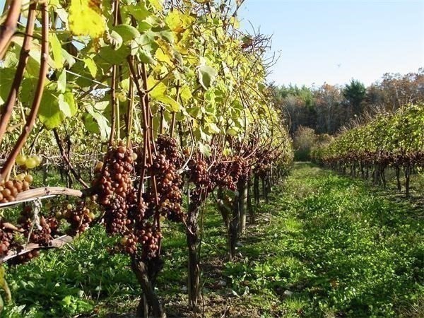 335 Old Fall River Road Dartmouth, MA 02747 - Photo 4 of 32