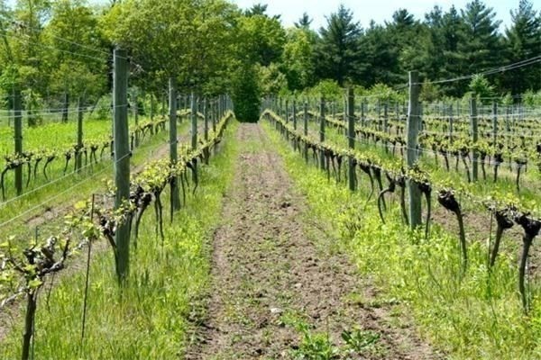 335 Old Fall River Road Dartmouth, MA 02747 - Photo 6 of 32 a view of a garden