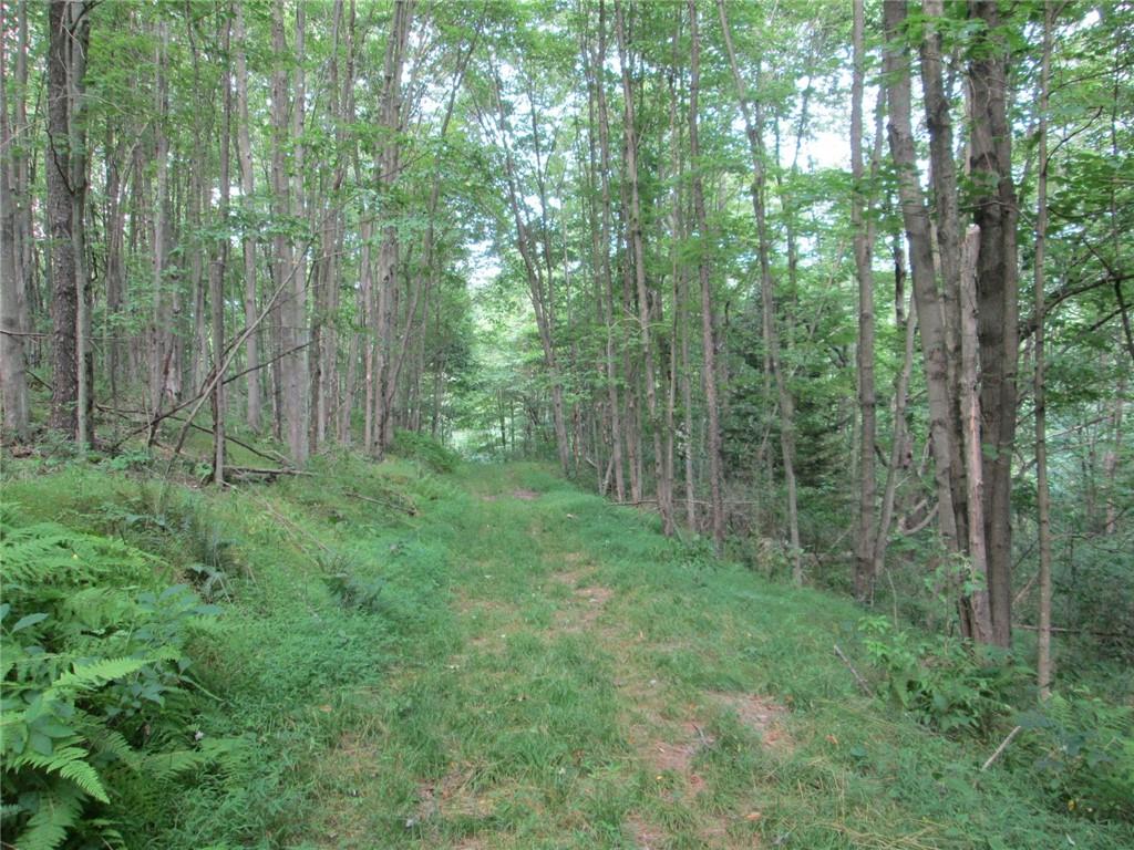 1075 Red Mill Road Kittanning, PA 16201 - Photo 18 of 18 a view of a lush green forest