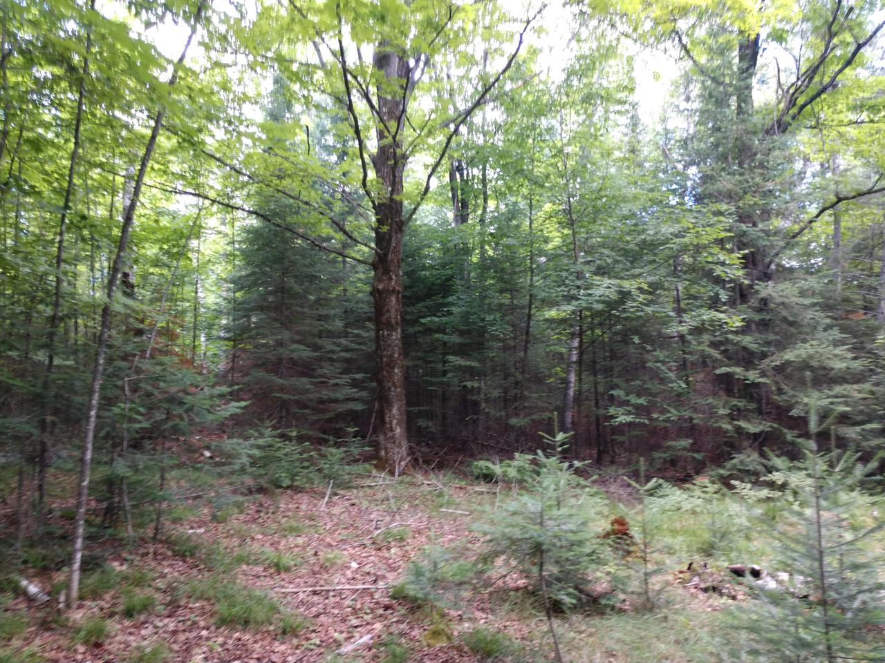 Three Big Lake Road, Unit 7 ACRES Three Lakes, WI 54562 - Photo 20 of 21 Gallery Image 20