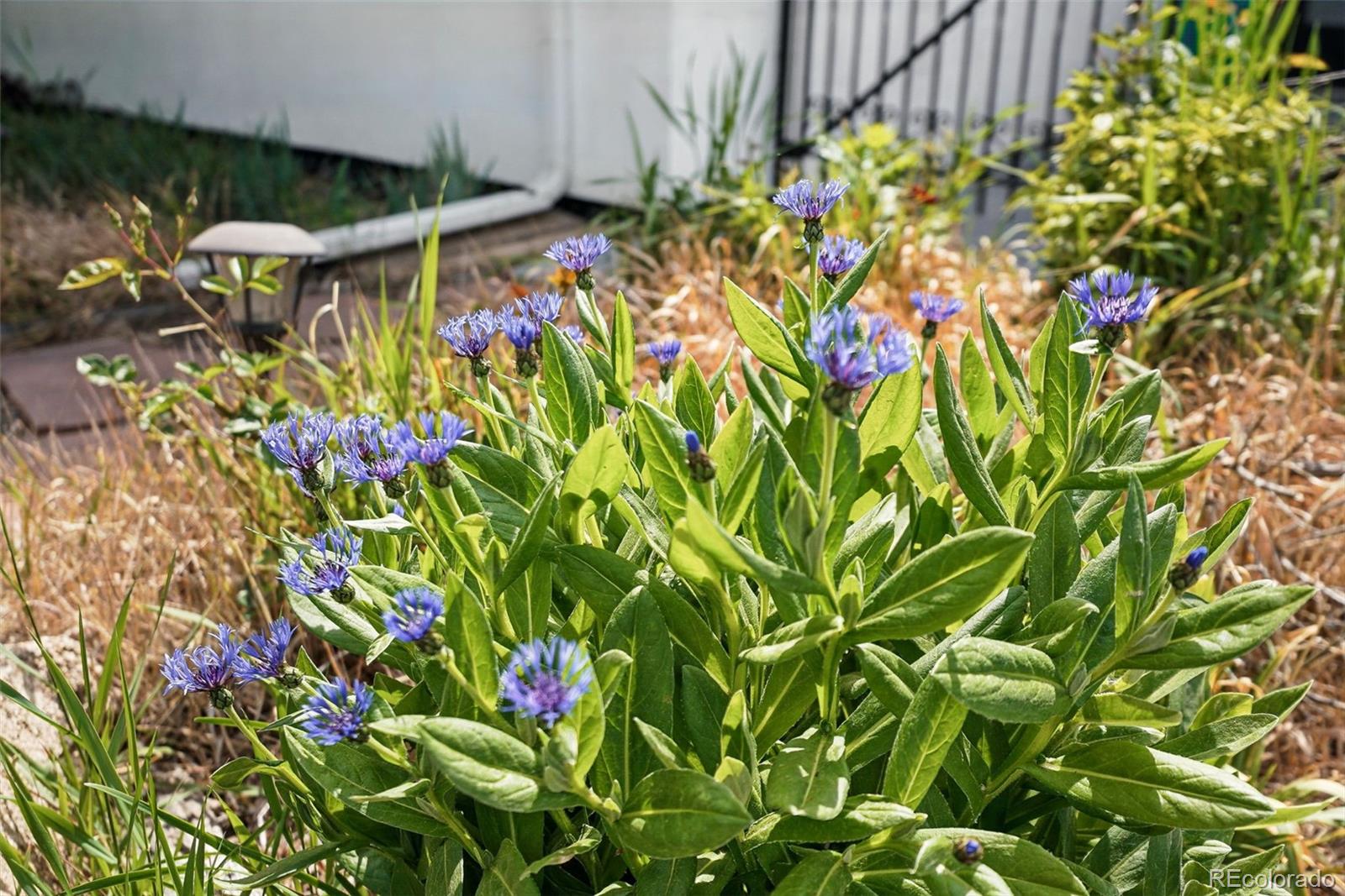 2675 South Eudora Street Denver, CO 80222 - Photo 39 of 49