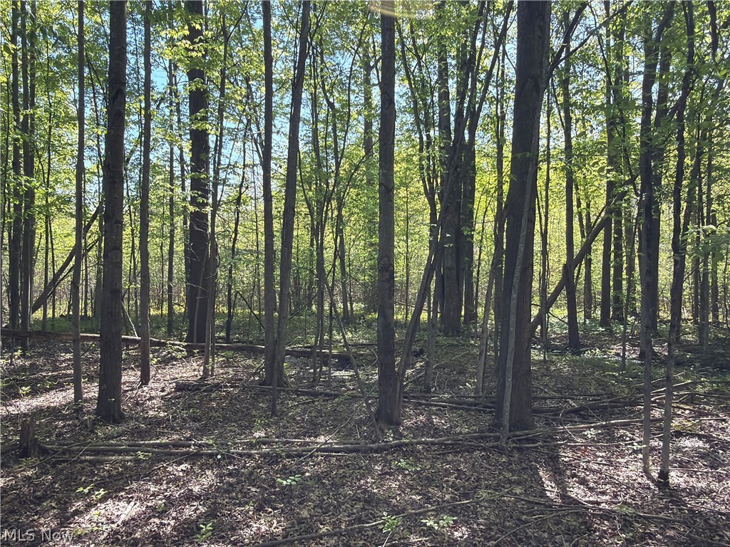 Station Road Columbia Station, OH 44028 - Photo 13 of 22 Mature woodland setting featuring natural tree cover and dappled sunlight