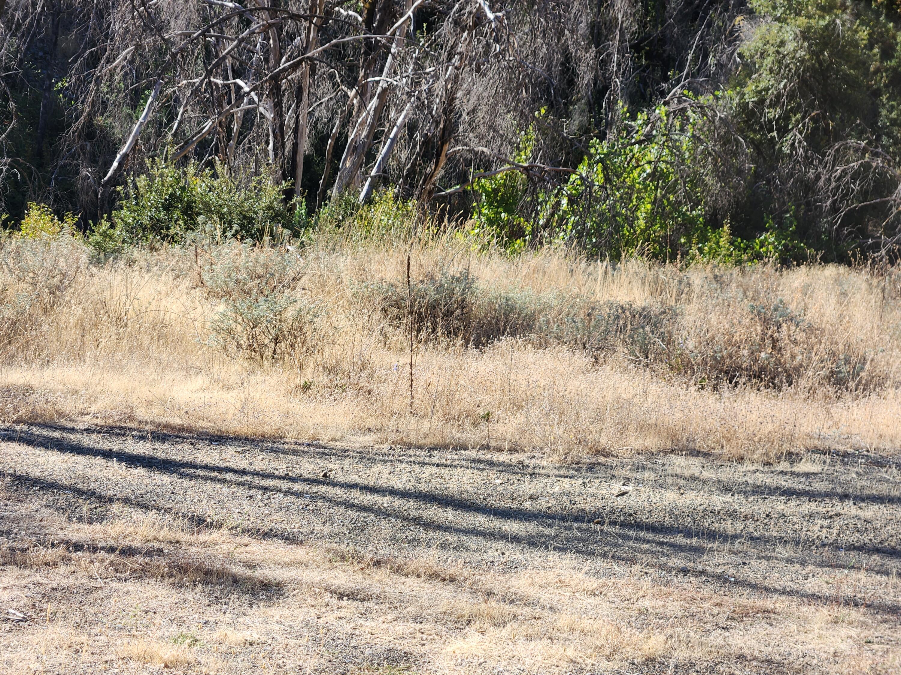 17031 Slate Creek Road Lakehead, CA 96051 - Photo 13 of 47 20240908_094517