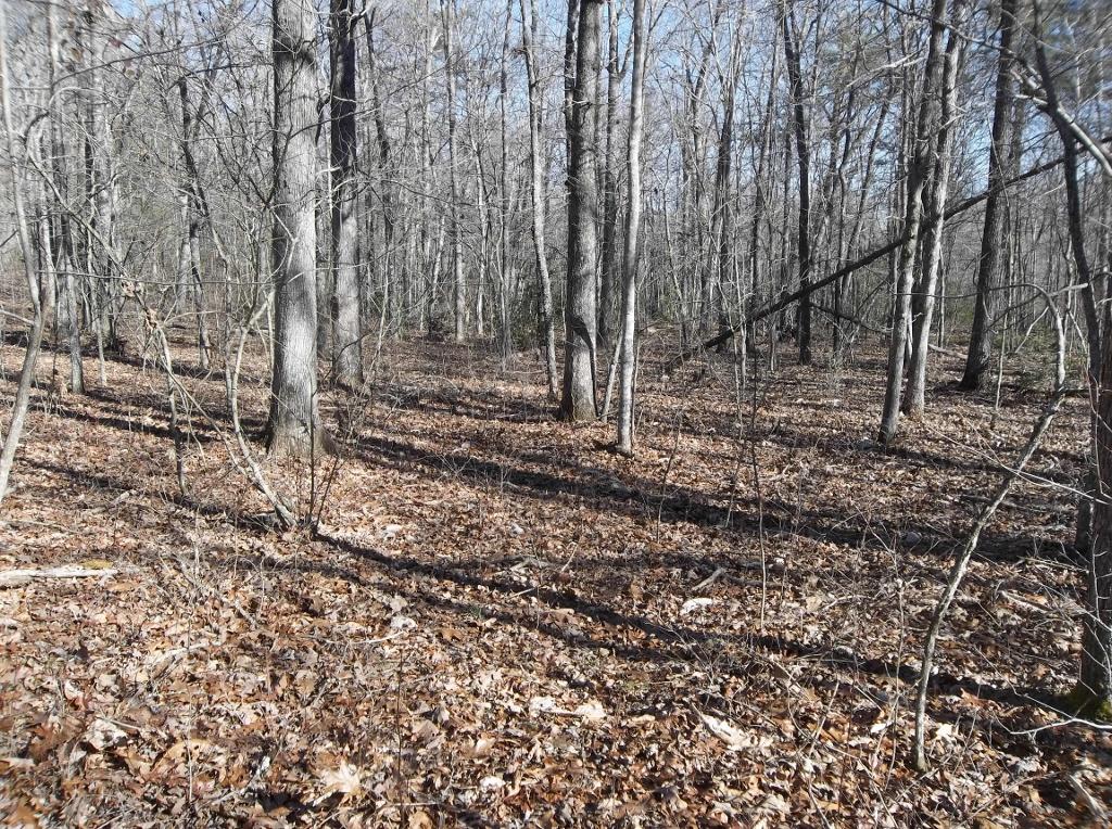 366 Cedar Road Pikeville, TN 37367 - Photo 11 of 18 100_2662 (1024x764)