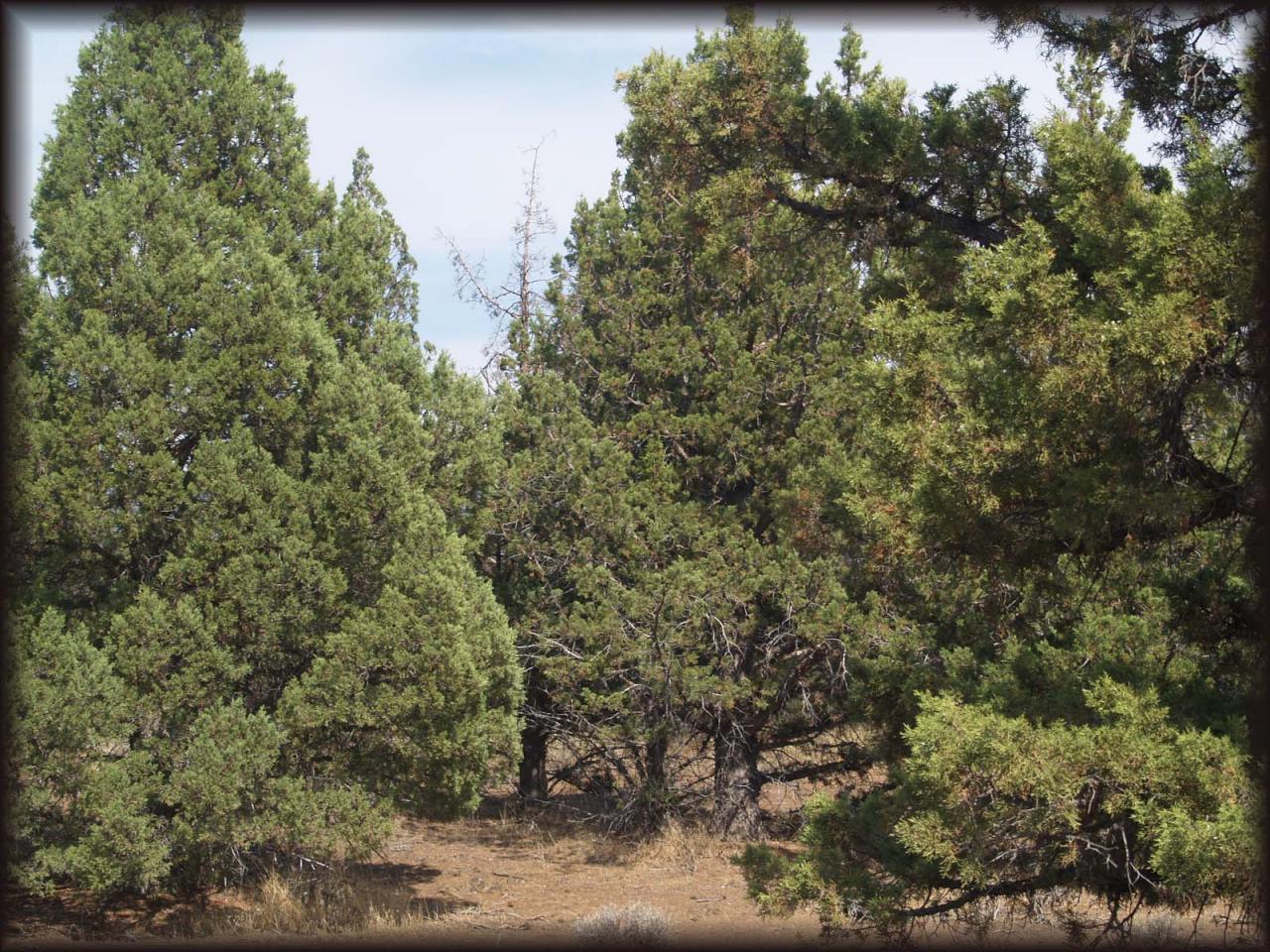 0 T46n / R1w Macdoel, CA 96058 - Photo 1 of 5 20 Acres ready for your dreams