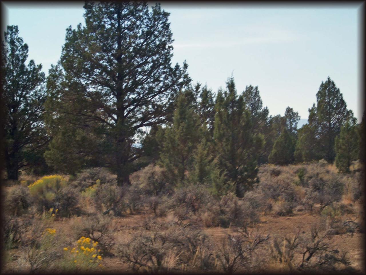 0 T46n / R1w Macdoel, CA 96058 - Photo 2 of 5 Many areas for your horses to roam
